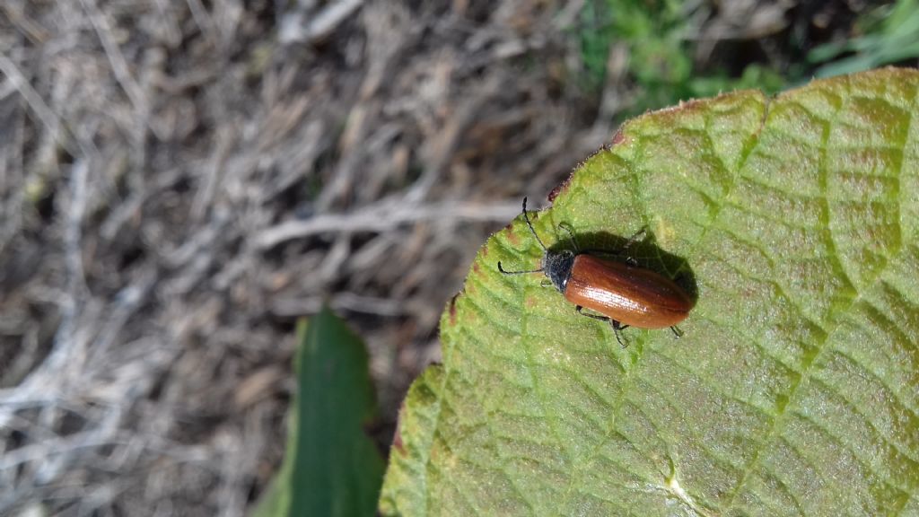 Omophlus sp. (Tenebrionidae)